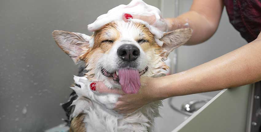 dog-bath-shampoo