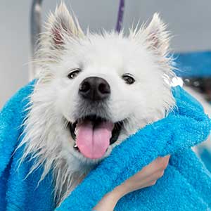 dog-bath-towel