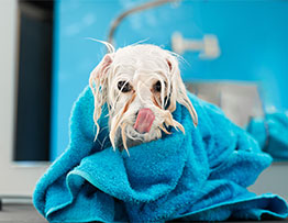 dog-bath-towel